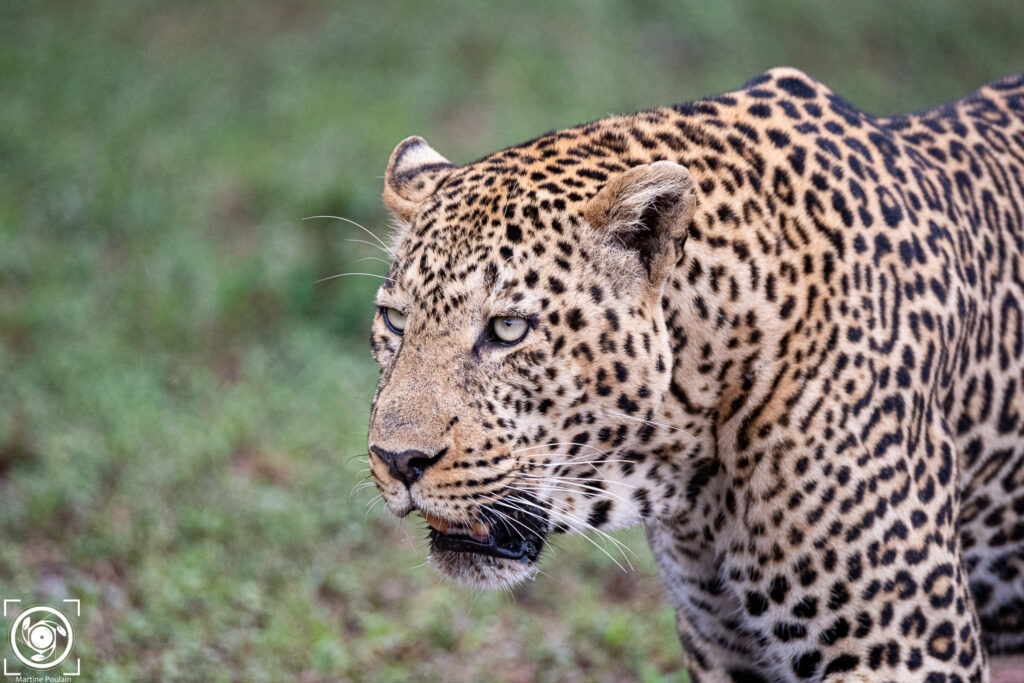 gros plan sur un léopard marchant dans la savane