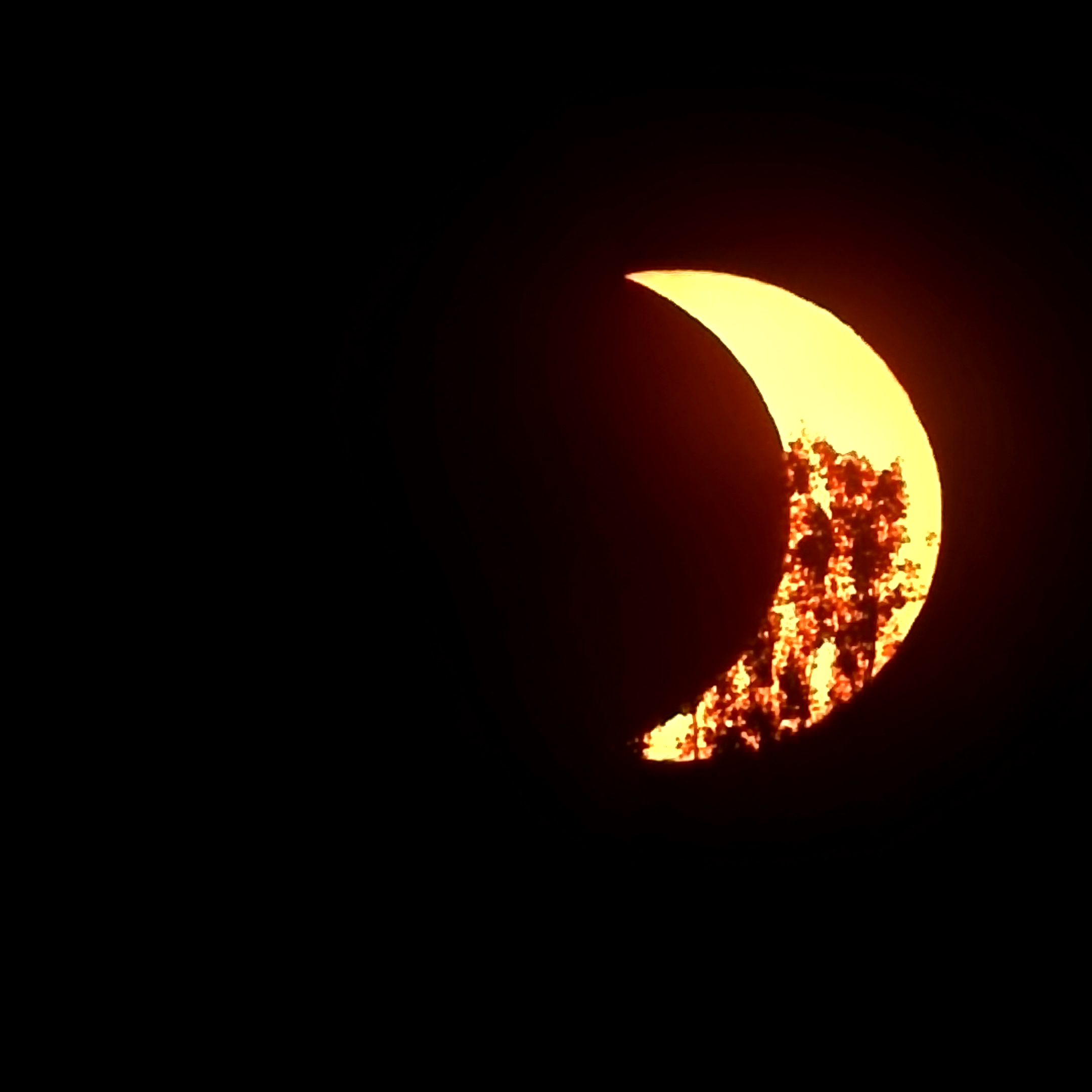 éclipse lunaire se cachant derrière les arbres